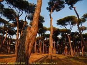 Nettuno - Pineta al tramonto